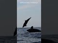 Orca Vs Dolphin
