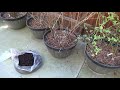Free Blueberry Fertilizer (Organic) spring 2021