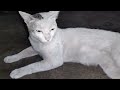 Cat Meowing 🐈🐈||Cute Cat Video 😻😻||Funny Baby Cat Video 😺😺😺😺#catlover #cats