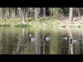 Ducks -Pound Encounters