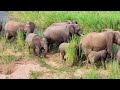 4K African Wildlife: Wildlife of Amboseli National Park, Kenya, Relaxation Film With Real Sounds