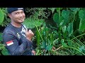 seport jitu mancing ikan wader ||Rio Saputra Asm