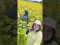 Kebun Bunga Matahari di jepang Luas bangeeet #japan #tottori #kebuntrending #viralvideo