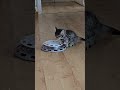 kitten at play #b15dov  #db07our #cat #kitten #kittenplay #viral