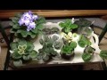 My African Violets part 2