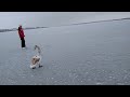 Гусе-лебедь на льду Лимана