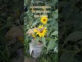 humminbird moth slow-mo on wild Arizona sunflowers