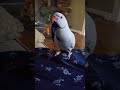 Funny Parrot playing with necklace