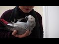 Training Your Parrot to Talk