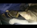 Cute kitten clips - Two little kittens wrestling in our beach bungalow!