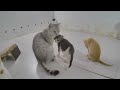 🐈 Funniest Cats 😹 Funny Animal Videos 2024 ❤️