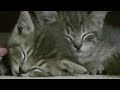 Grey tabby kitten sisters.