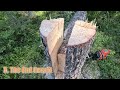 Mastering the Key Notch Technique: Advanced Tree Felling Tutorial