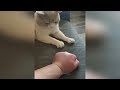 Funniest Animals 2023 - Funny Cats and Dogs - Funny Animal Videos #20