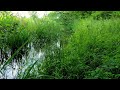 Relaxing Nature Sound - Birds Chirping - Study, Chill, Sleep - Small River - Natural Background
