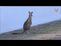 Kangaroos invade Bathurst! Supercut of Kangaroo moments from 2020 Bathurst 12 Hour #B12hr