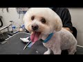 BICHON FRISE GROOMING Transformation