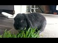 Rabbit eating some grass.