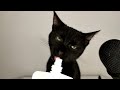 Cat Licking Treats ASMR