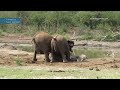 Elephants struggle to save clumsy calf