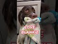 ❤️ Dog Takes Blanket Everywhere❤️