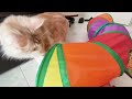 【Vlog】一度見たら虜になるメインクーンの日常【mainecoon cat】 長毛猫 大型猫
