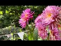 3rd week of June , 2nd year Dahlia Seedlings