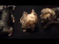 Introduction to a Yorkie Family of Five