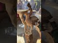 scultura di un pavone su legno di scarto