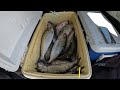 Kick off 2024 Shad Fishing Season in PNW - Shad fishing at 05/20/24 | How to Fish for American Shad