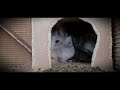 5 Minuten Familienleben ungeschnitten - Royal Persian Angora Chinchillas - White Violet