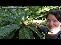 TABANG GARDEN PLANT TOUR 😍 with Plant Names & Price Range | Guiguinto, Bulacan Philippines