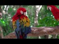 HOW TO Calm a Parrot - Magic Music for Anxious, Stressed or Lonely Birds 🦜