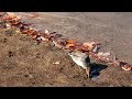 奥田大池の野鳥 ② 4K / Wild birds in  Okuda Oike