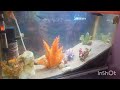 Aquarium setup || Simple aquarium setup || एक्वेरियम सेटअप🐠|| Fish Tank 🐋