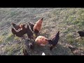 Hühnerkreis
