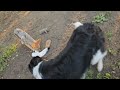Border Collie Fauna plays with Jackal pups