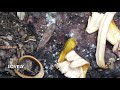 🍌 Banana Peel Tea - Reuse Banana Peels to Fertilize your Garden!