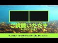 【南房総市】雀島と船虫島でシュノーケルで珊瑚を見に行くときの雰囲気【千葉】