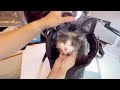 Cat Purse Carrier Breathable Net Lid Cat Bag 😍【Review110】