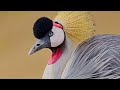 Amazing Wildlife Of Africa in 4k - Scenic Relaxation Film With Calming Music - 4K Video Ultra HD