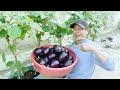 Tips Growing Super Top Organic Eggplants, No Chemicals, Continuous Fruit Production!