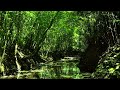 Amazing sounds of nature. birds chirping. Relax with the sounds of the forest. Water sound. ASMR