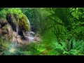 Tropical Forest Ambience