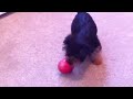 Dog versus apple