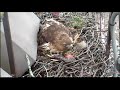 ~ JEST ! NOWE ŻYCIE !!! POWODZENIA ! ~  Cornell Red-tailed Hawks  02/05/2019