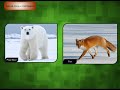 Terrestrial Animals - Science Class 4