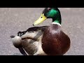 True Facts About The Duck