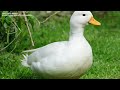 Call Duck Breed: Everything you Need to Know