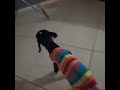 Baby Goat in His Rainbow Pyjamas